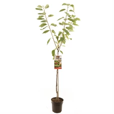 Prunus avium Regina halfstam.jpg