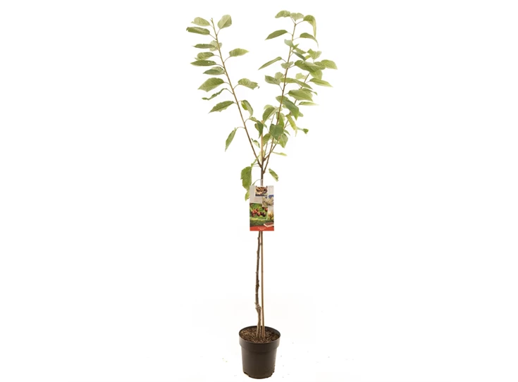 Prunus avium Regina halfstam.jpg