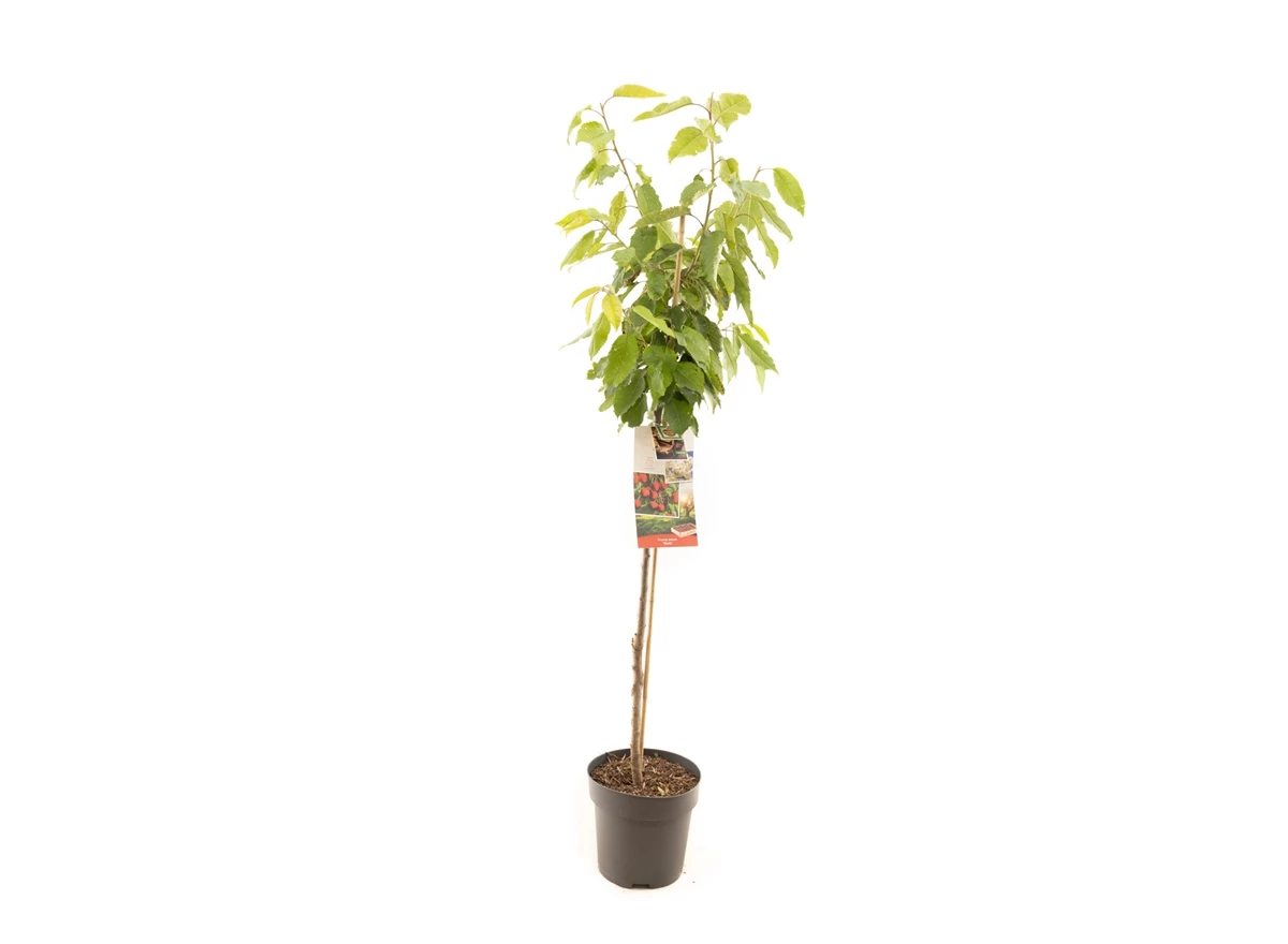 Prunus avium Stella halfstam.jpg