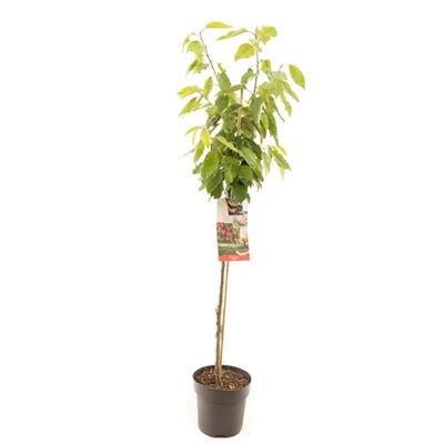 Prunus avium Stella halfstam.jpg