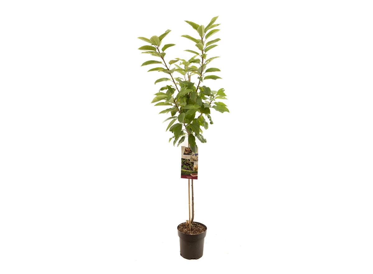 Prunus avium Sunburst halfstam.jpg