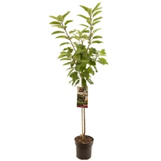 Prunus avium Sunburst halfstam.jpg