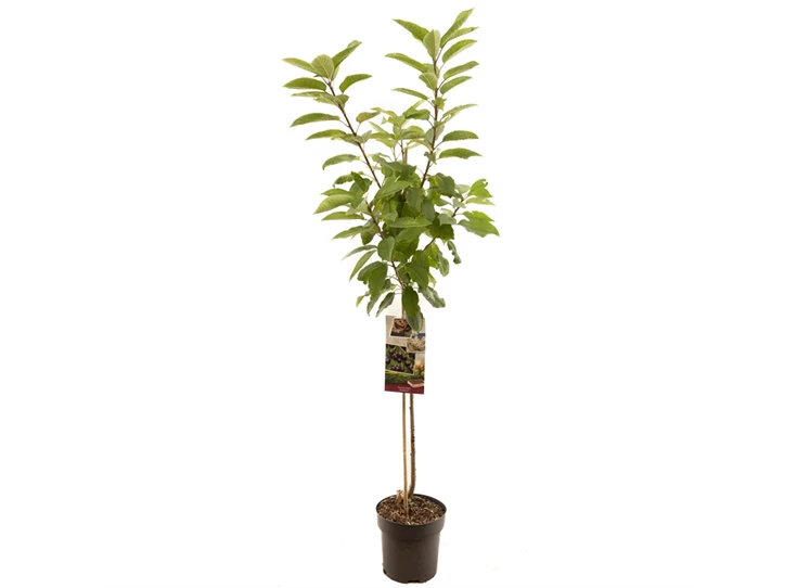 Prunus avium Sunburst halfstam.jpg
