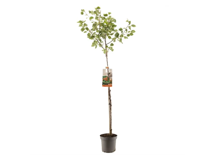 Prunus armeniaca Abrikoos halfstam.jpg