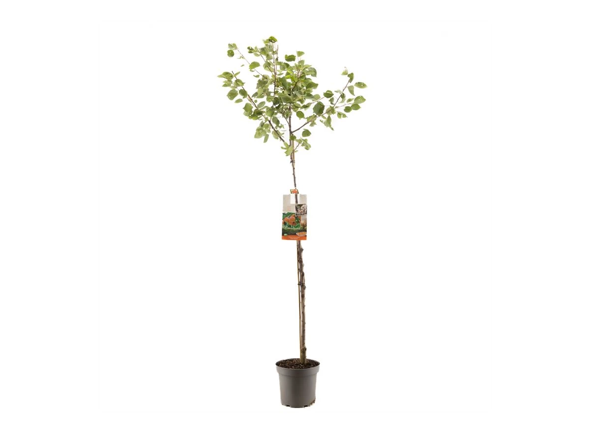 Prunus armeniaca Abrikoos halfstam.jpg