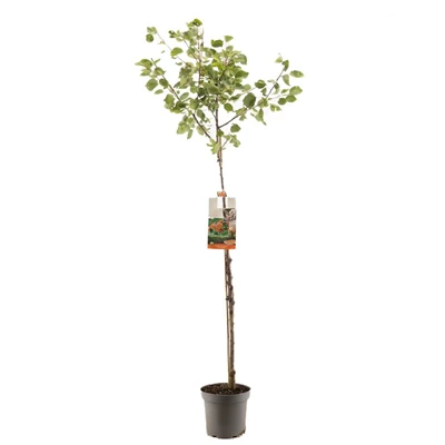 Prunus armeniaca Abrikoos halfstam.jpg