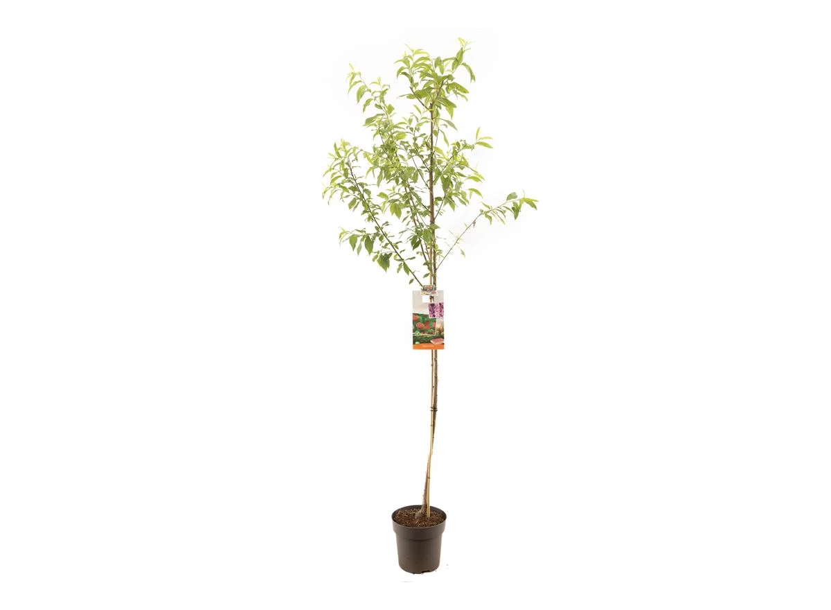 Prunus persica Perzik halfstam.jpg