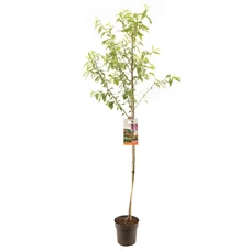 Prunus persica Perzik halfstam.jpg