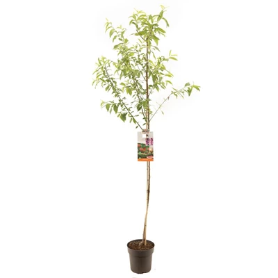 Prunus persica Perzik halfstam.jpg