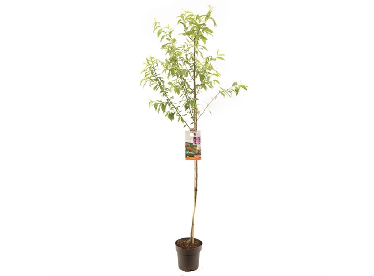 Prunus persica Perzik halfstam.jpg