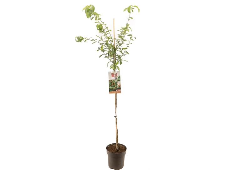 Mespilus germanica halfstam.jpg