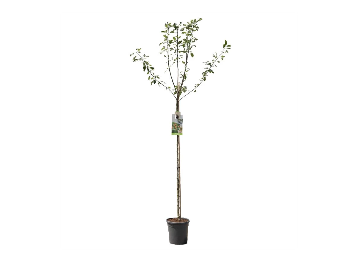 Malus dom. Cox's Orange P. hoogstam.jpg