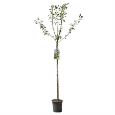 Malus dom. Cox's Orange P. hoogstam.jpg