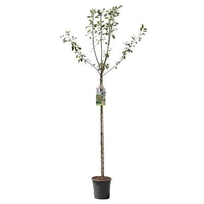 Malus dom. Cox's Orange P. hoogstam.jpg