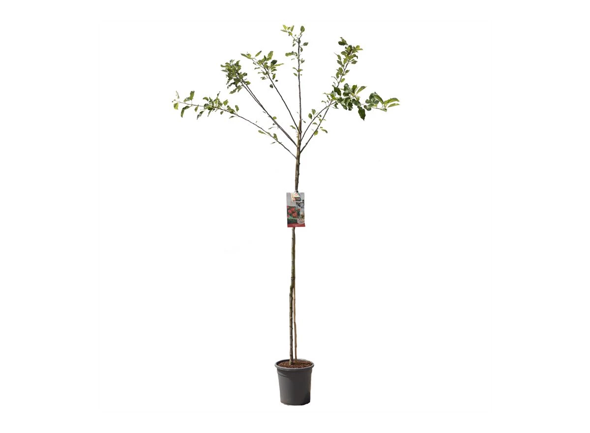 Malus dom. Elstar hoogstam.jpg