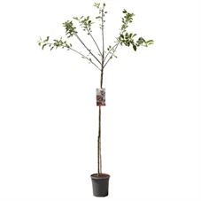 Malus dom. Elstar hoogstam.jpg