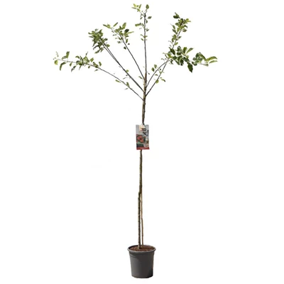 Malus dom. Elstar hoogstam.jpg