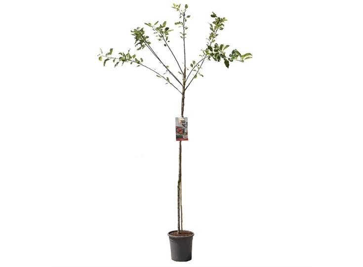 Malus dom. Elstar hoogstam.jpg