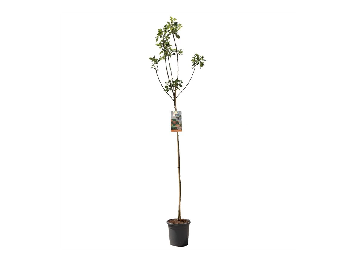 Malus dom. James Grieve hoogstam.jpg
