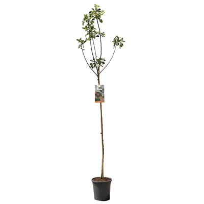 Malus dom. James Grieve hoogstam.jpg