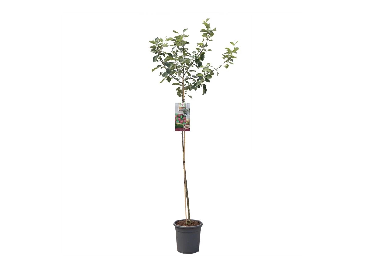 Malus dom. Rode Boskoop hoogstam.jpg