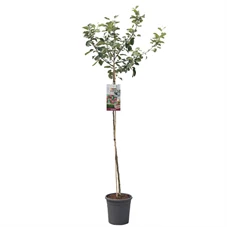 Malus dom. Rode Boskoop hoogstam.jpg