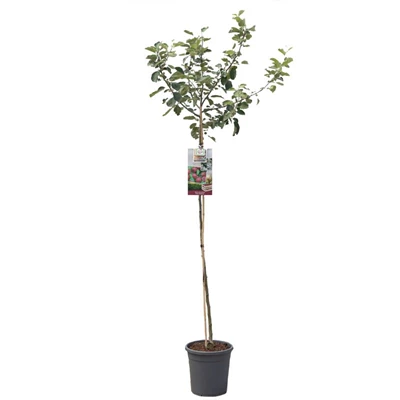 Malus dom. Rode Boskoop hoogstam.jpg
