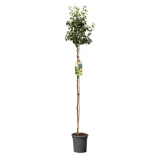 Pyrus comm. Conference hoogstam.jpg