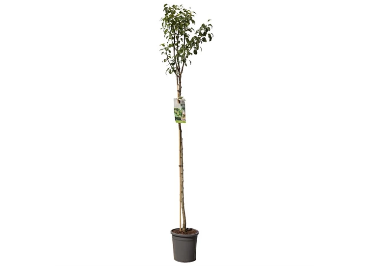 Pyrus comm. Doyenné du Comice hoog.jpg
