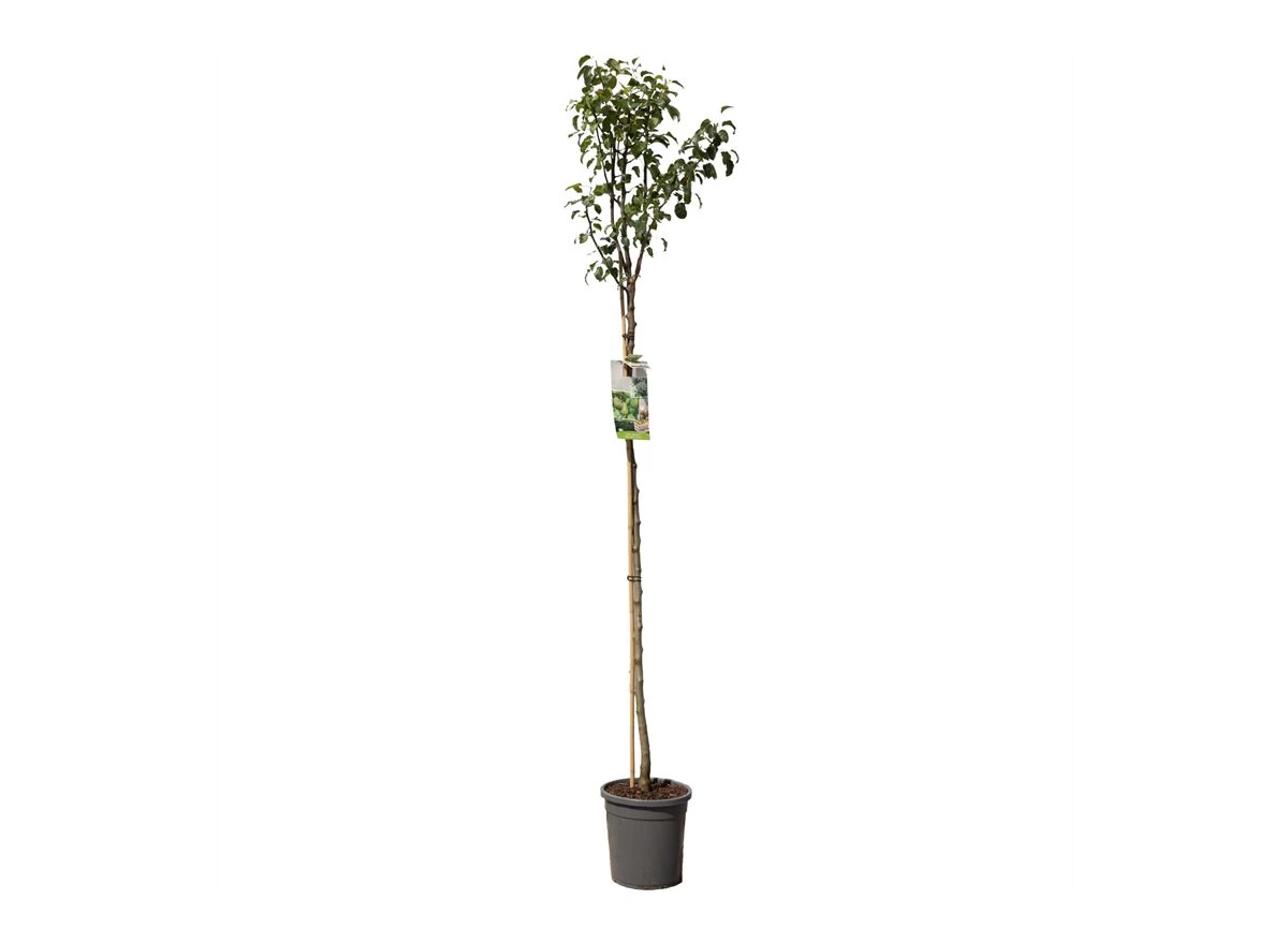 Pyrus comm. Doyenné du Comice hoog.jpg