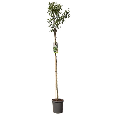 Pyrus comm. Doyenné du Comice hoog.jpg