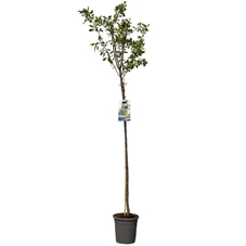 Prunus dom. Bleue de Belgique hoog.jpg