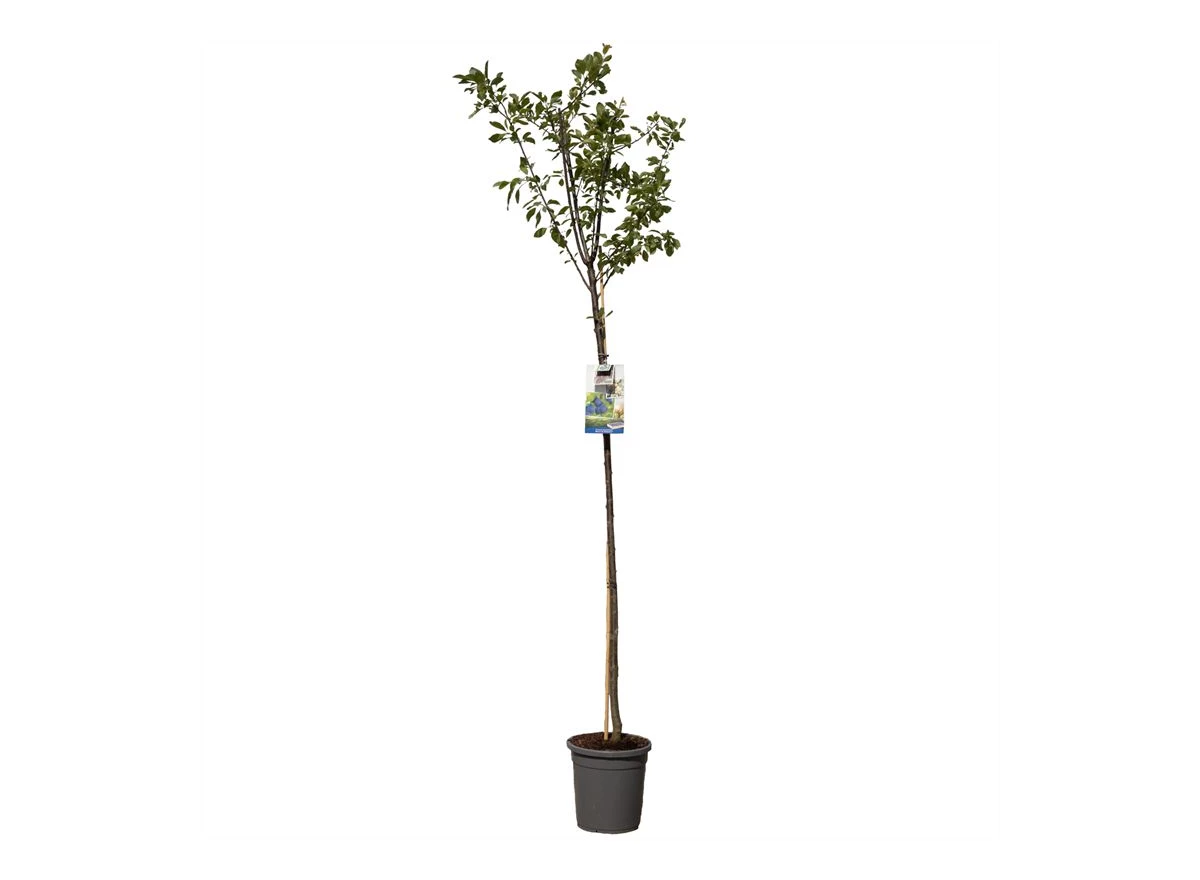 Prunus dom. Bleue de Belgique hoog.jpg