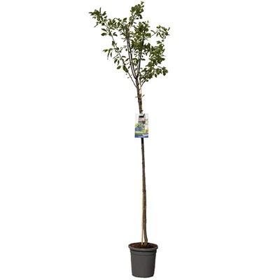 Prunus dom. Bleue de Belgique hoog.jpg