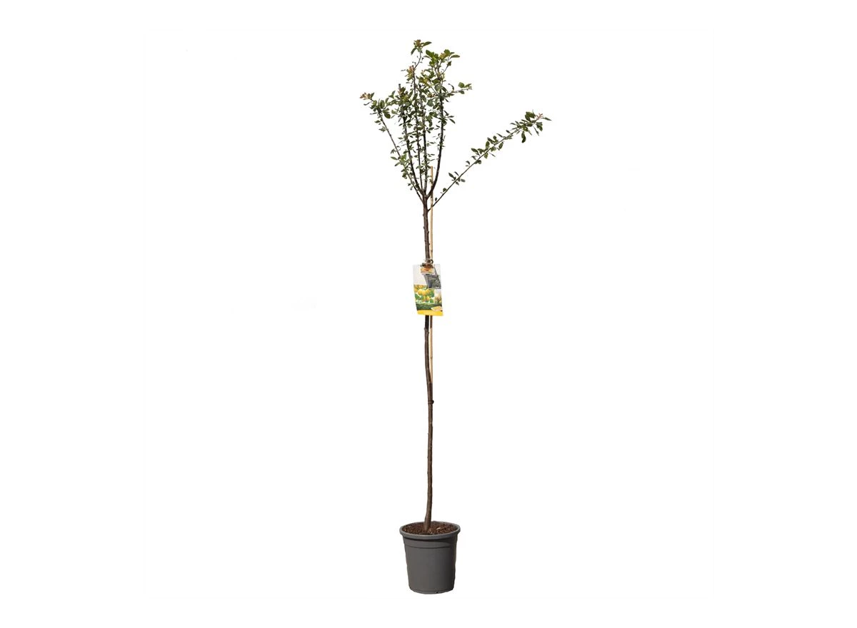 Prunus dom. Mirab. de Nancy hoog.jpg
