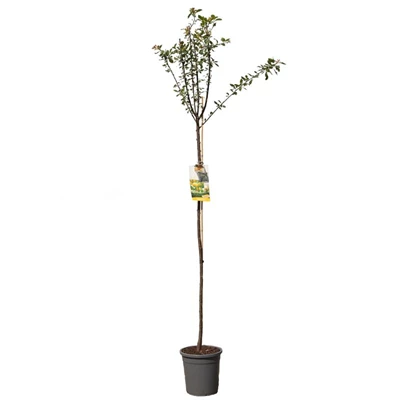 Prunus dom. Mirab. de Nancy hoog.jpg
