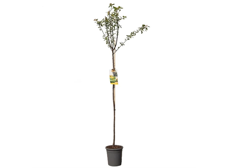 Prunus dom. Mirab. de Nancy hoog.jpg