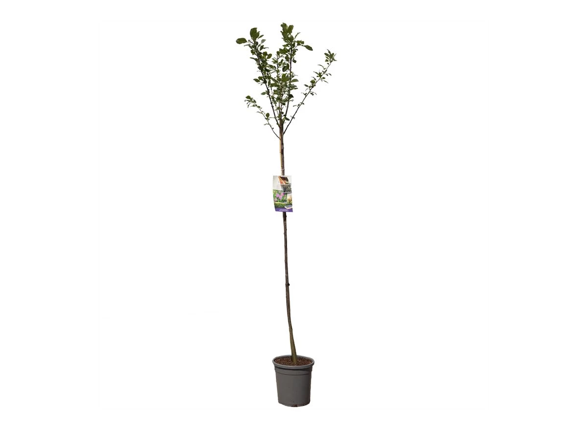 Prunus dom. R-Cl. d'Althan hoogstam.jpg