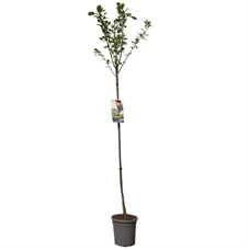 Prunus dom. R-Cl. d'Althan hoogstam.jpg