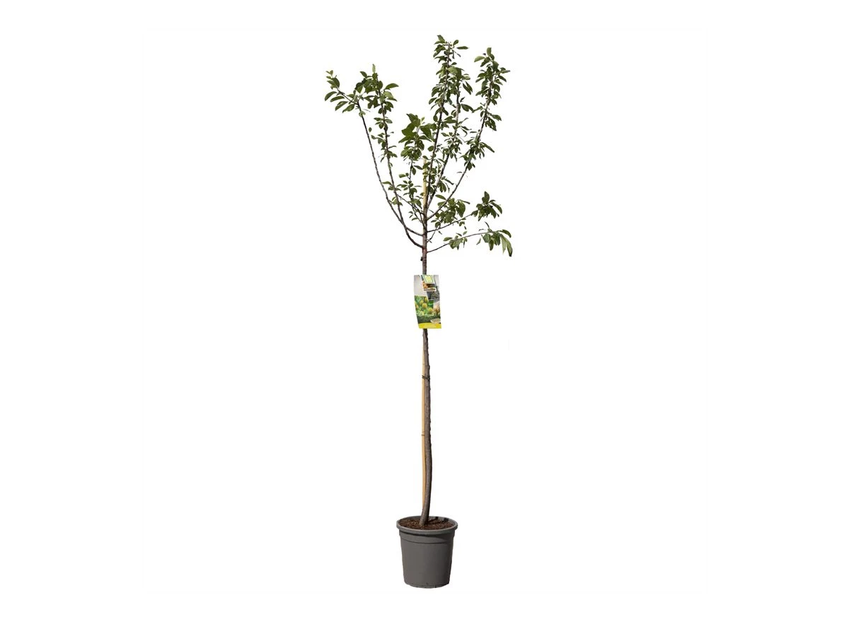 Prunus dom. R-Cl. d'Oullins hoog.jpg