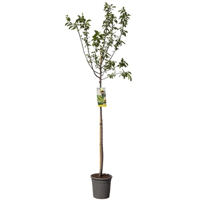 Prunus dom. R-Cl. d'Oullins hoog.jpg