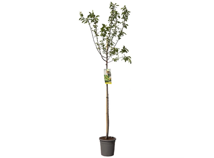 Prunus dom. R-Cl. d'Oullins hoog.jpg