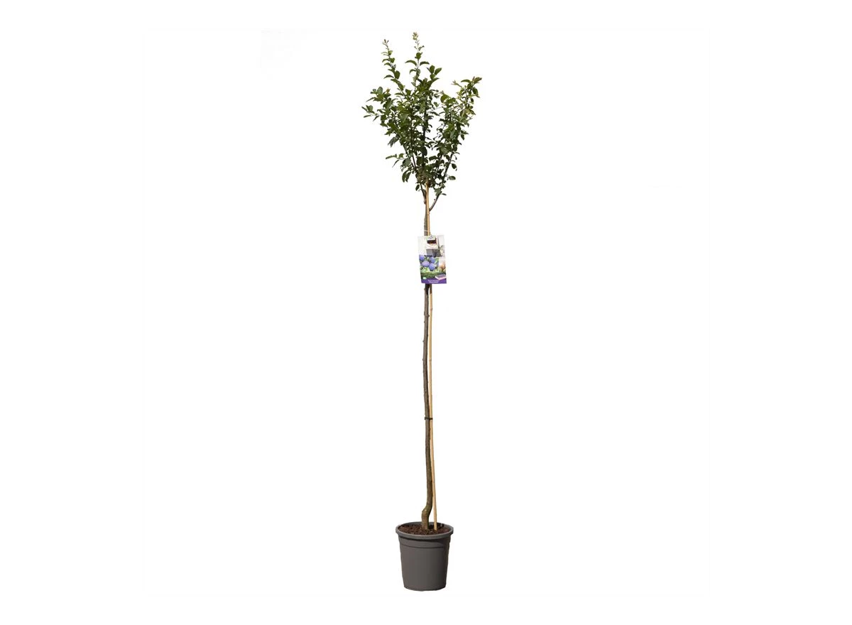 Prunus dom. Hauszwetsche hoogstam.jpg