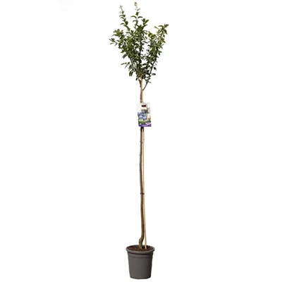 Prunus dom. Hauszwetsche hoogstam.jpg