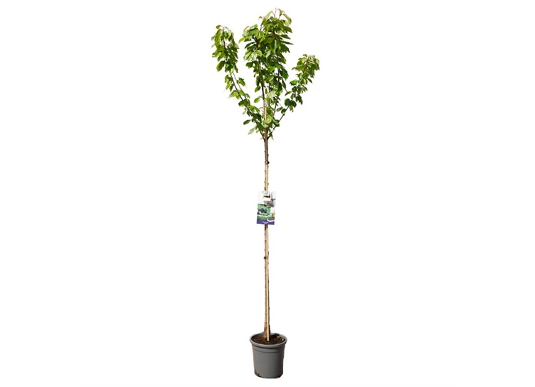 Prunus avium Burlat hoogstam.jpg