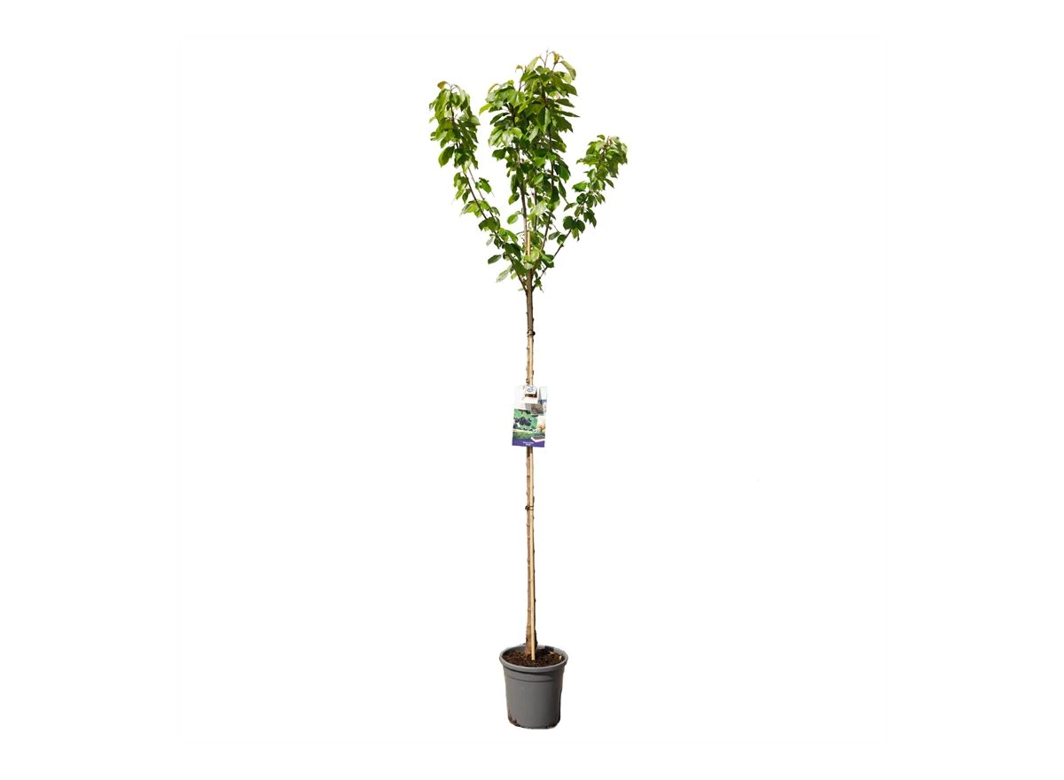 Prunus avium Burlat hoogstam.jpg