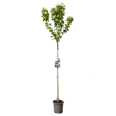 Prunus avium Burlat hoogstam.jpg