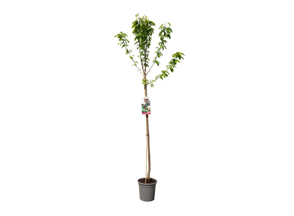Prunus avium Lapins hoogstam.jpg