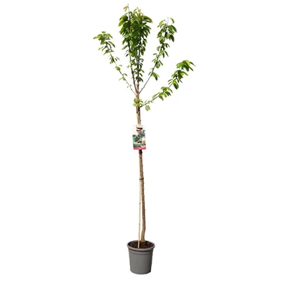 Prunus avium Lapins hoogstam.jpg