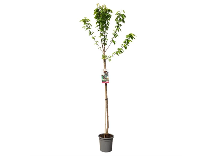 Prunus avium Lapins hoogstam.jpg